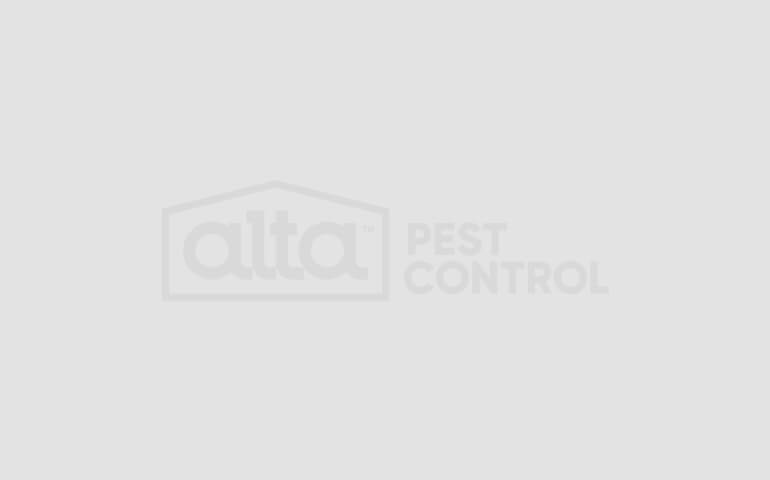 Why Pro Pest Control Is The Right Idea For Your Tukwila Home