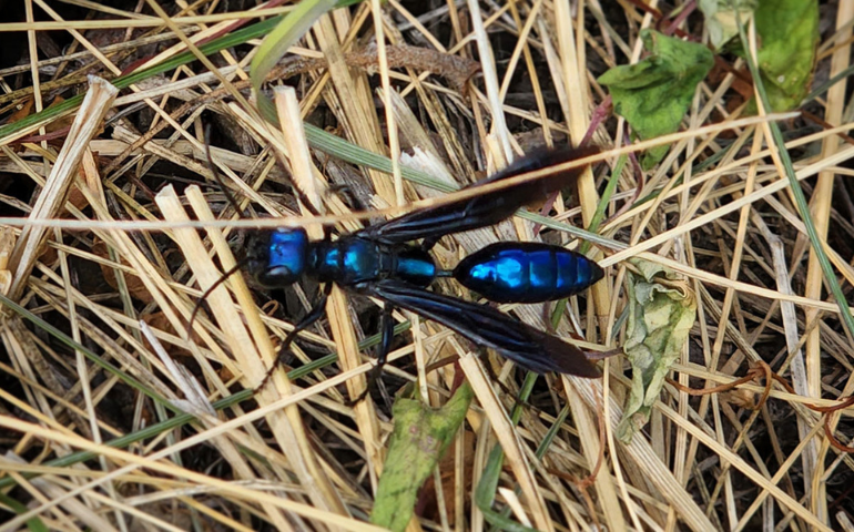 Black and blue wasp mud dauber