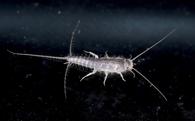 silverfish