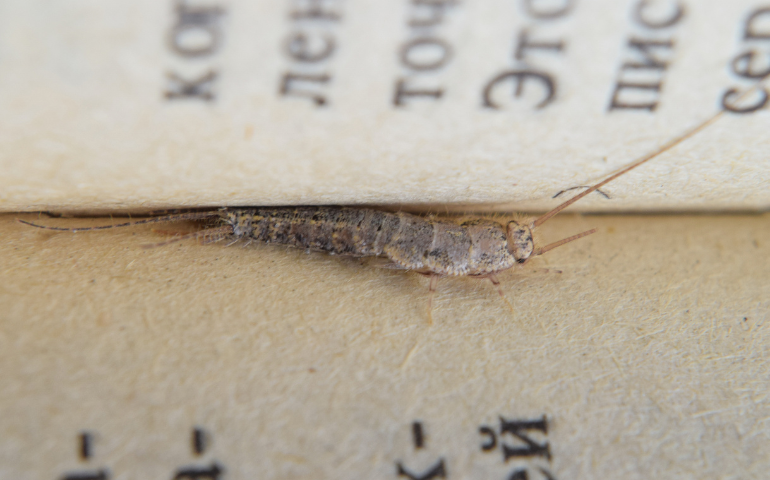Silverfish eating book, should I be worried if I have silverfish?