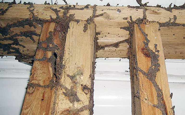 Termite working tubes