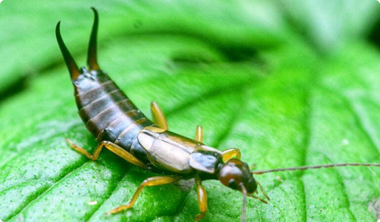 FAQs About Earwigs