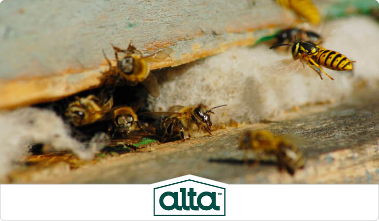 Do Wasps Die After They Sting You?