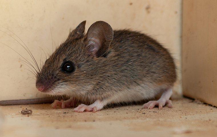 How To Keep Mice Out Of Your House