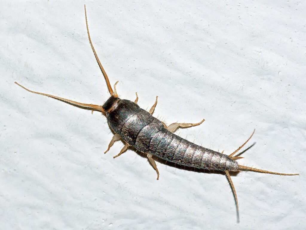 Silverfish: What You Need to Know