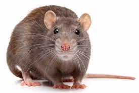 Dealing with Rats and Mice | Professional Advice