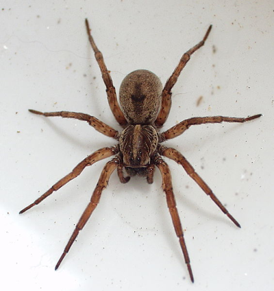 Spider Season: Why It’s Time to Call Alta Pest Control!