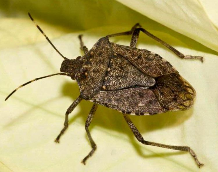 Guide To Getting Rid Of Stink Bugs