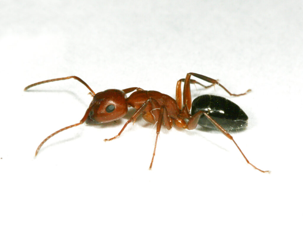 Controlling Carpenter Ants and Other Ant Varieties