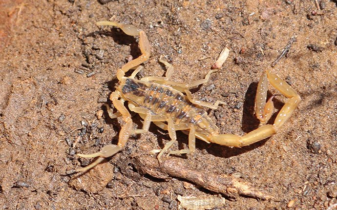 How Common Are Bark Scorpions In Las Vegas?