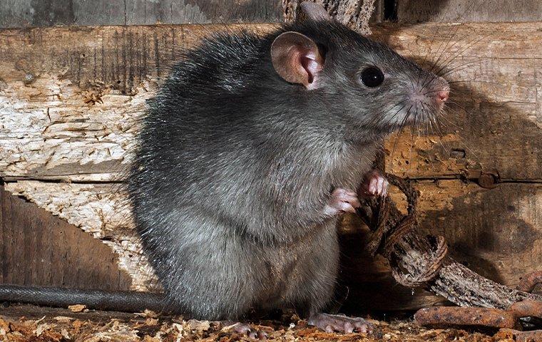 Rat Control: Your Best Local Rat Exterminators