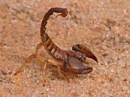 How to Get Rid of Scorpions: A Handy Scorpion Prevention Guide