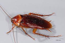 A Guide To American Cockroach Control For Tukwila Property Owner