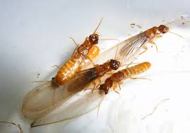 Dealing with Flying Termites: Identification, Prevention, and Control