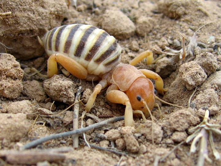 What Is A Jerusalem Cricket?