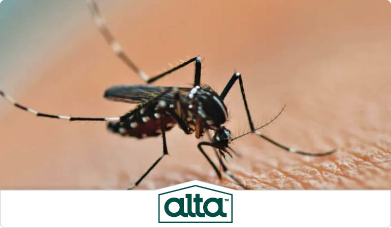 Get Rid of Mosquitoes From Your Backyard In Tulsa, OK