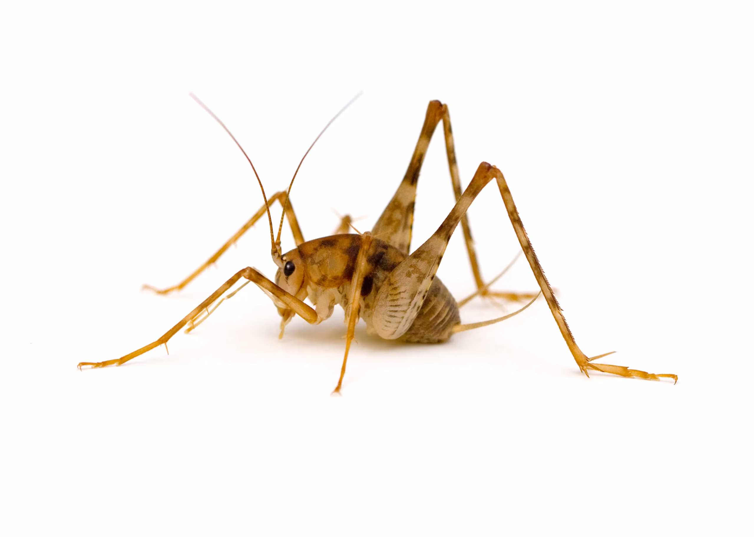 What Are Crickets?