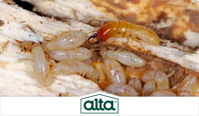 The Best Termite Control Company In Knoxville