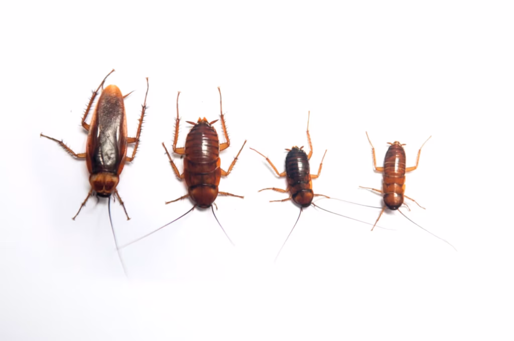 Identify & Get Rid Of Baby Cockroaches In Your Home