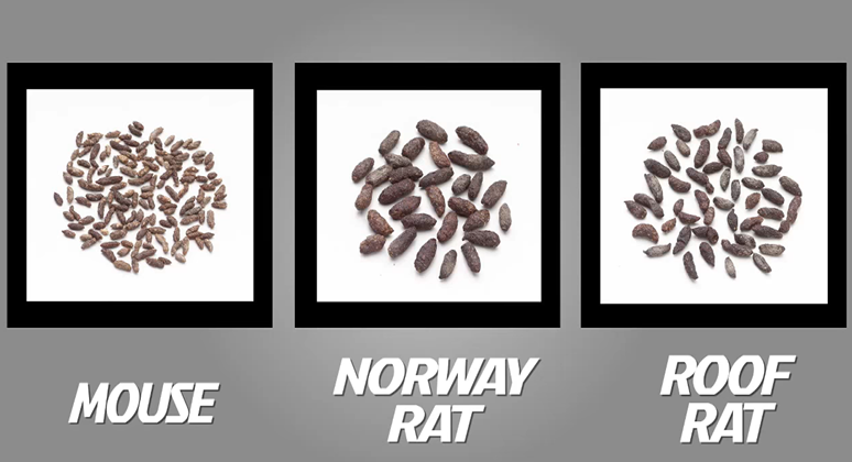 What To Do When You See Mouse Droppings
