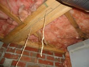 Everything You Should Know About Termite Tubes