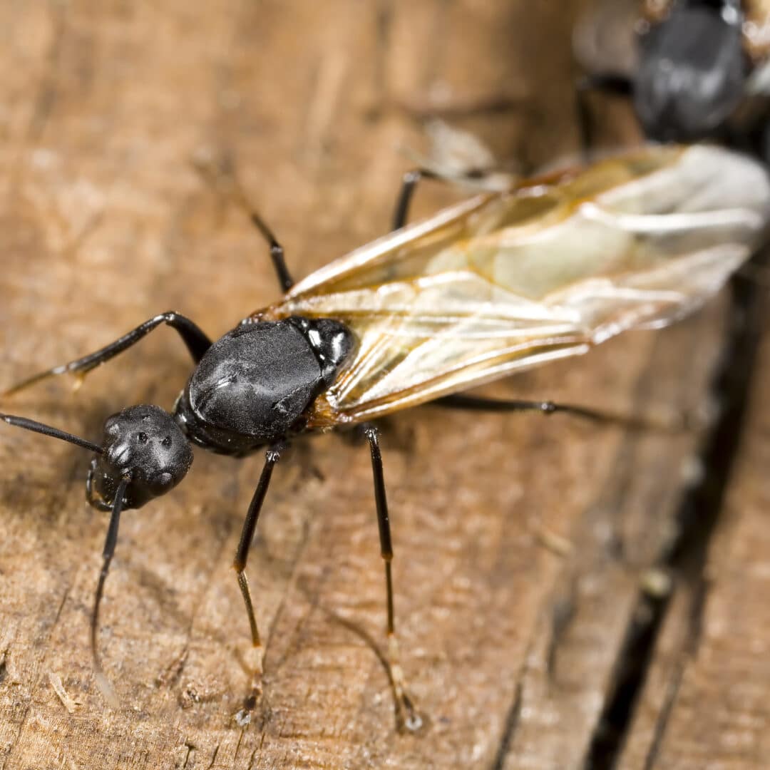 7 Bugs That Look Like Termites & Identification
