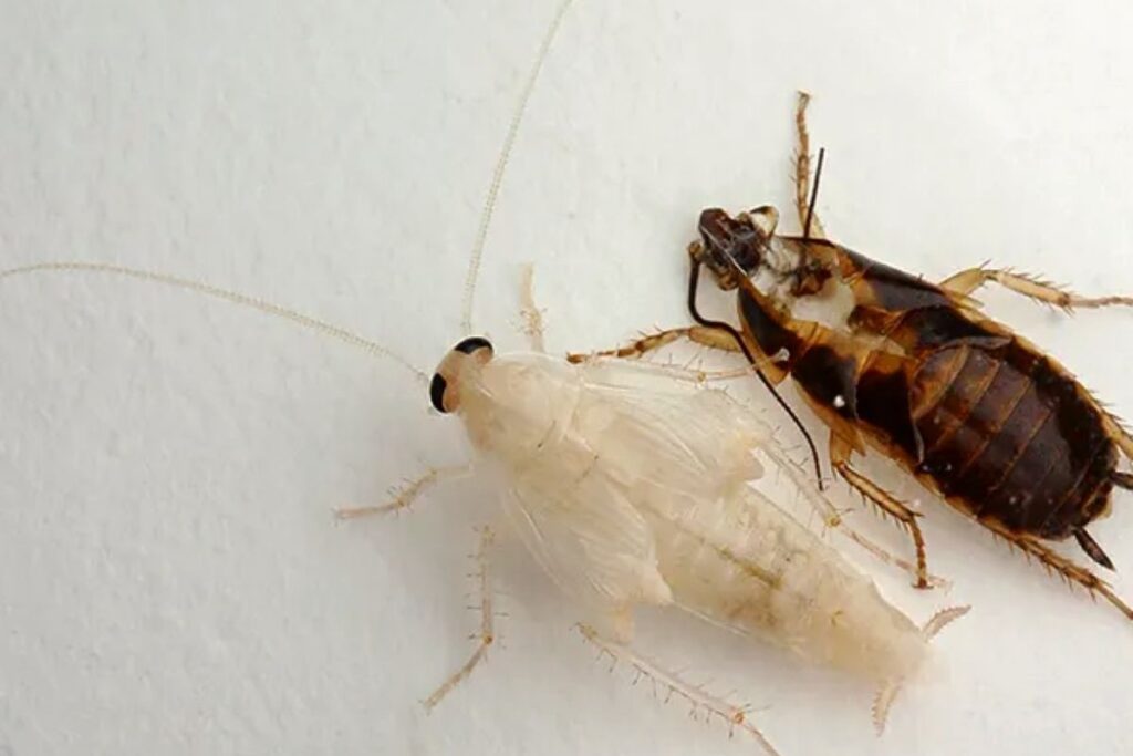 How Common Is It To See A White Roach?
