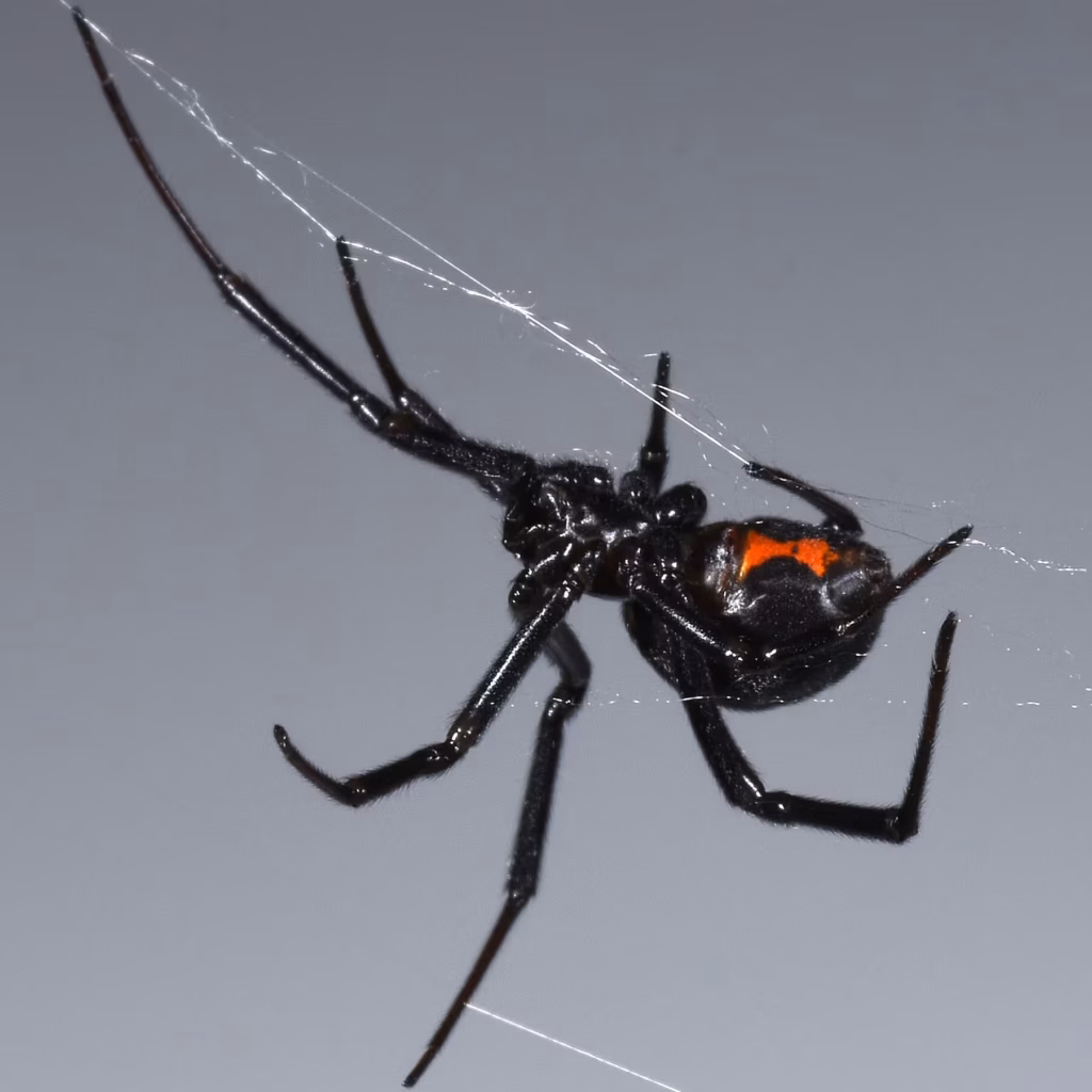 Are There Poisonous Spiders In Texas?