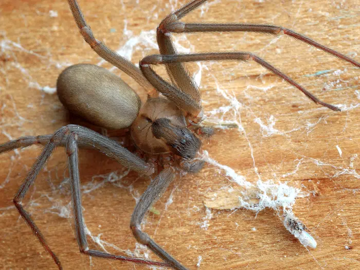 Brown Recluse vs Wolf Spider | The Differences