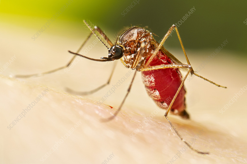 How Long Do Mosquitoes Live?