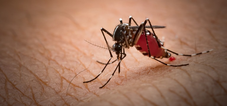 How To Get Rid Of Mosquitoes In San Antonio