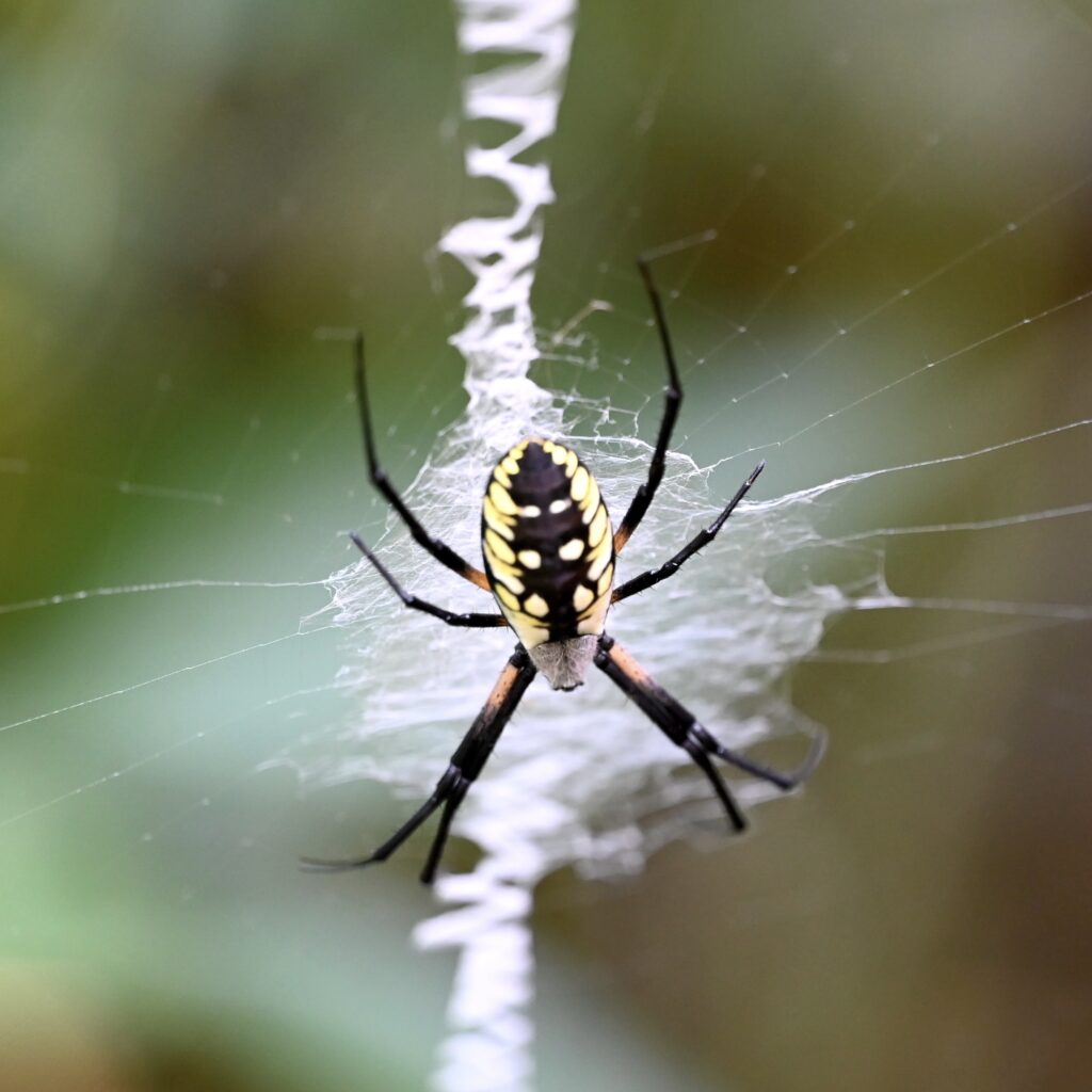 How To Get Rid Of Yellow Garden Spiders