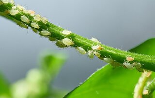 Tiny White Bugs On Plants | What Are They?