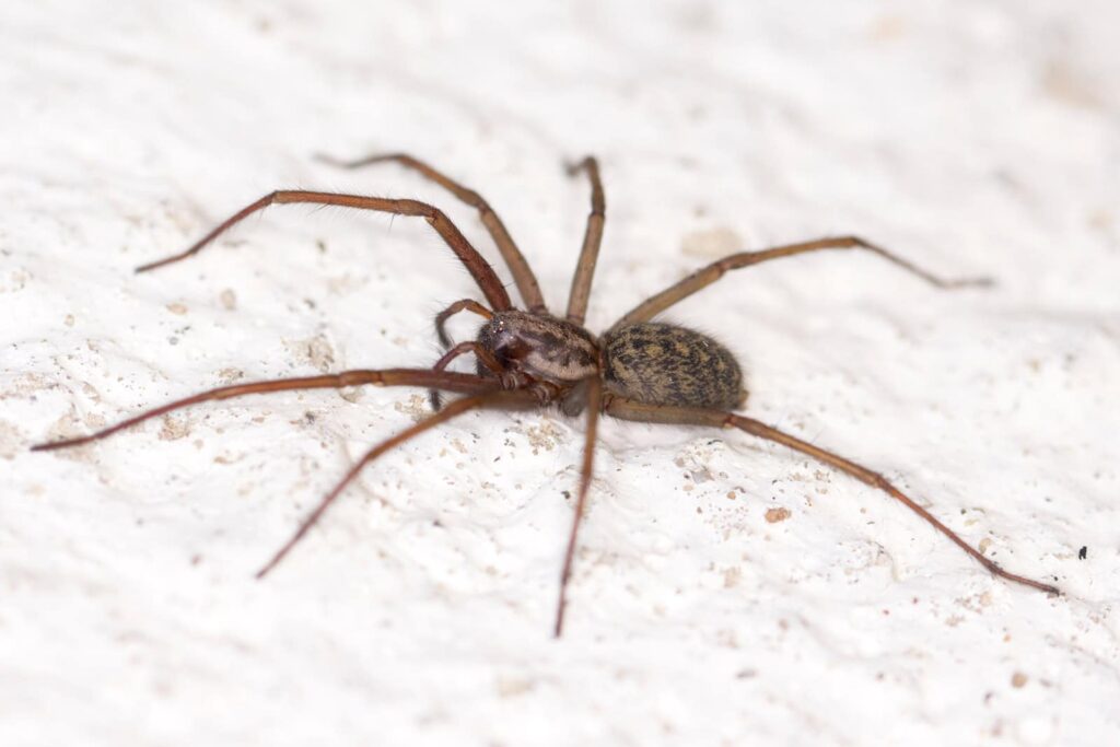 What To Do If You Find A Hobo Spider