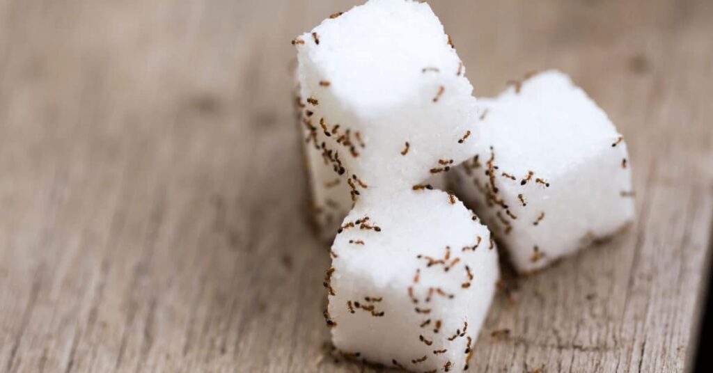 How To Get Rid Of Sugar Ants