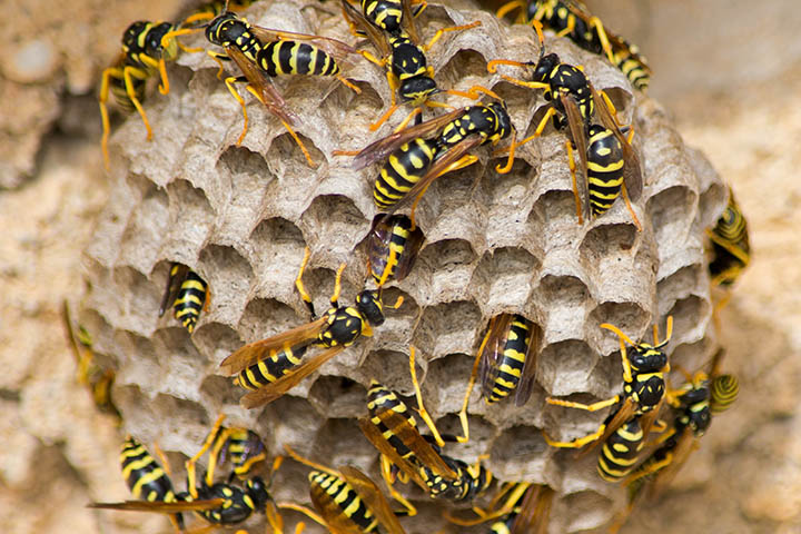 What Will Kill Wasps Instantly?