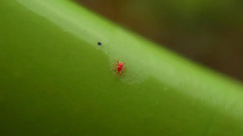 What Are These Orange Little Bugs?