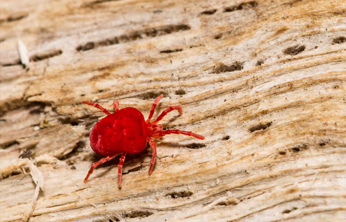 What Are Chiggers?