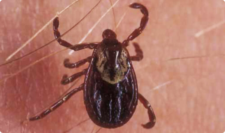 4 Bugs That Look Like Ticks
