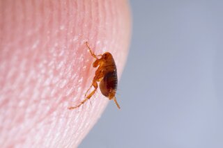 Why Are There Fleas In My Tukwila Home?