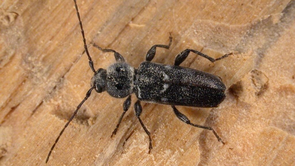 Wood Boring Beetles: What To Know