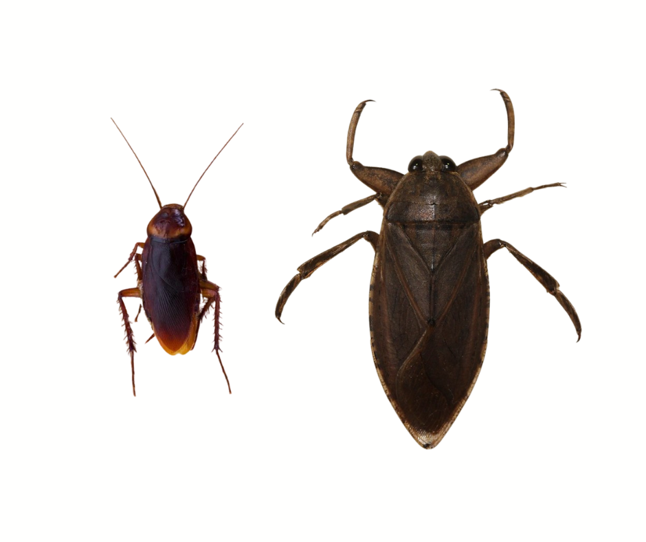 Differences Between Water Bugs and Cockroaches
