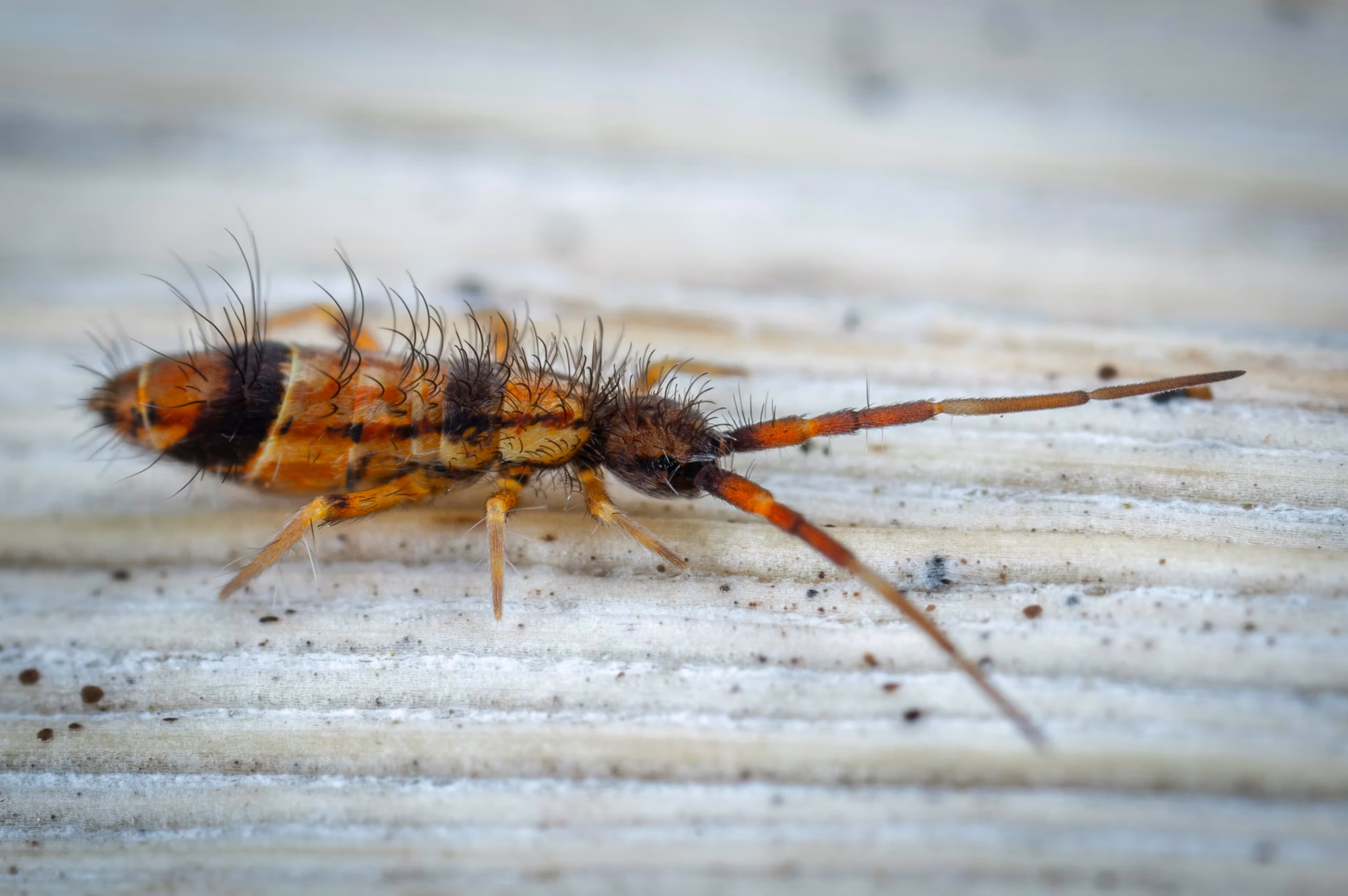What Are Springtails?