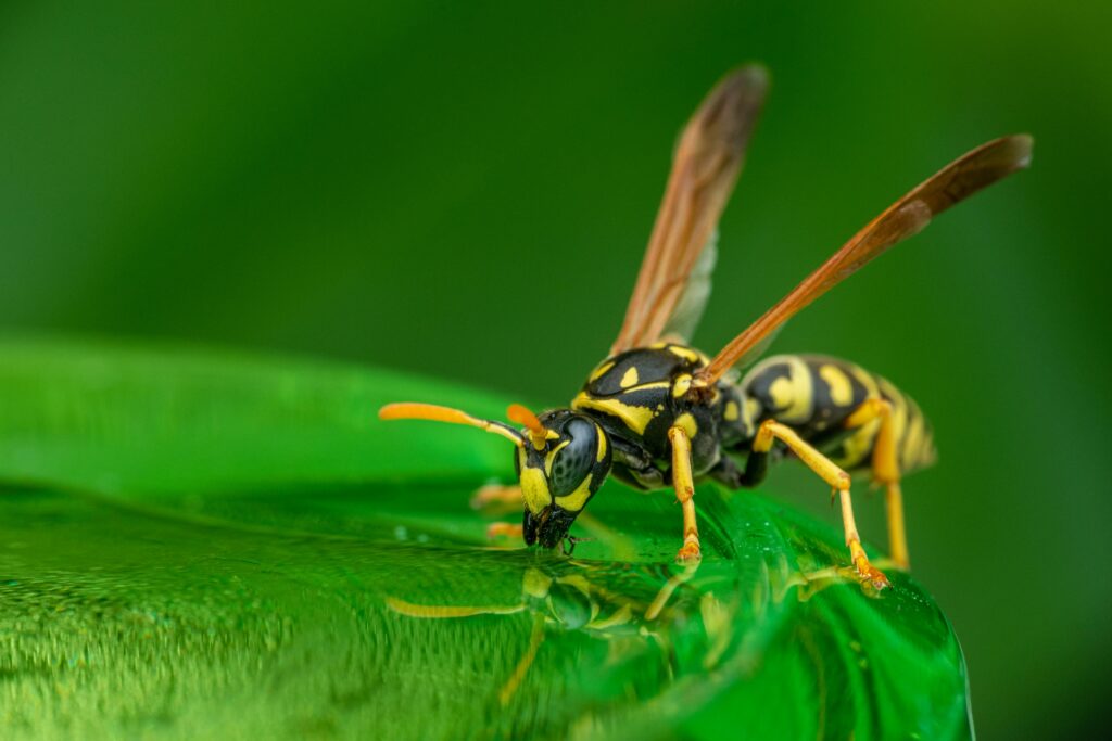 Wasps, Hornets, and Their Nests