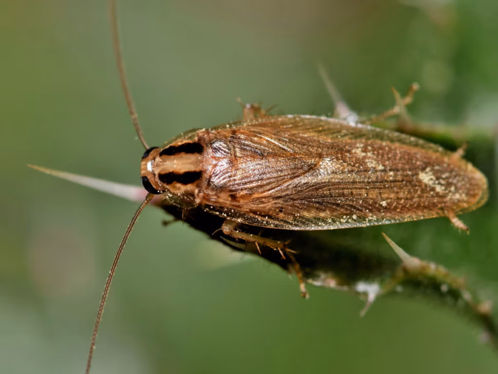 Different Roaches That Can Infest Your House