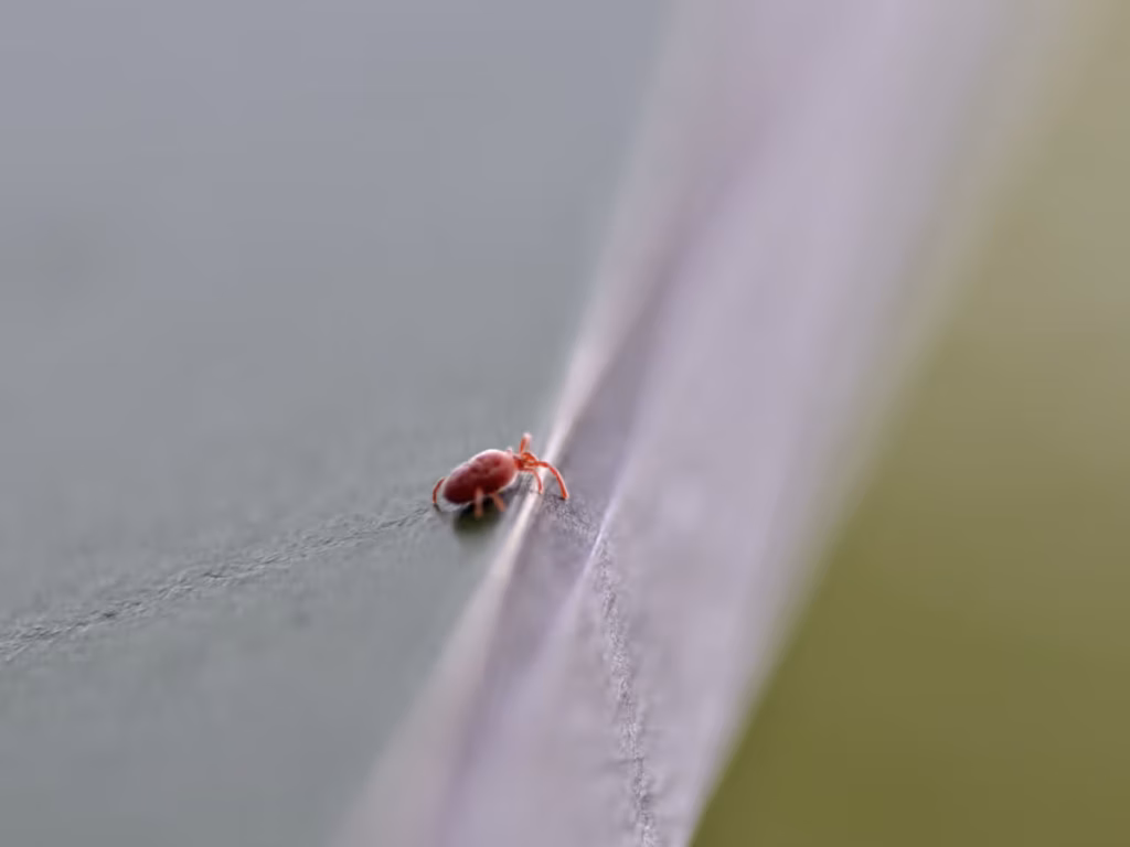 Identify Different Types of Little Red Bugs