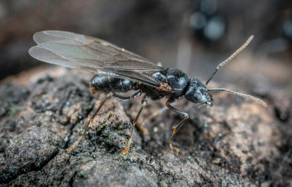 Identify Where Flying Ants Are Coming From