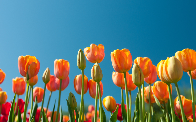 Wichita’s Changing Seasons: How Weather Affects Pest Activity