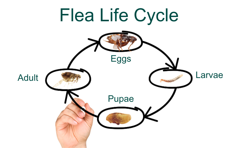 Flea Larvae: The Key to Breaking the Flea Lifecycle