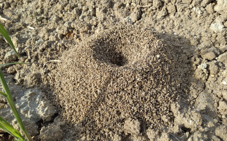 Ant Hills: What to Do When You Spot One in Your Yard